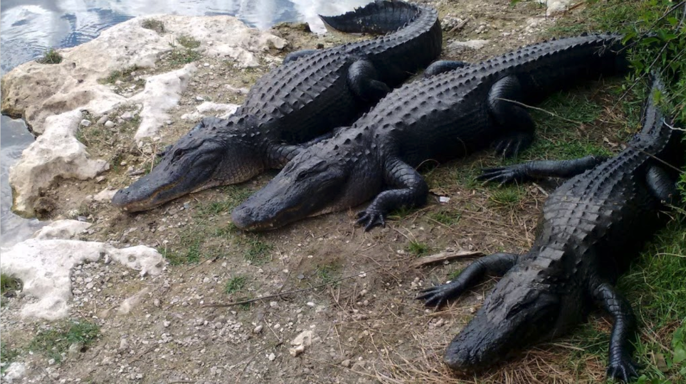 Screen Shot 2018 05 15 At 9.34.05 AM